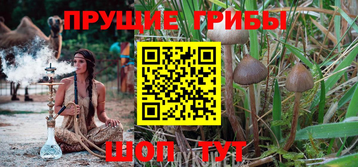 Галлюциногенные грибы Psilocybine cubensis Благовещенск